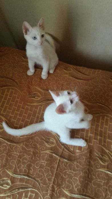 Отдам двоих красивых мальчиков котят Ангороской породы в хорошие руки
