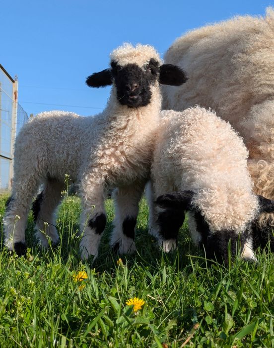 Oi valais blacknose