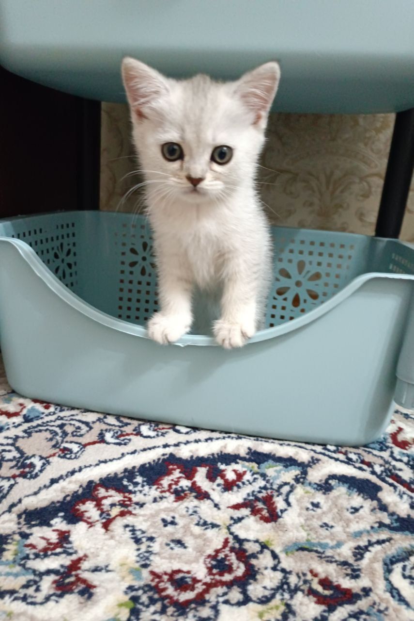 Продаются породистые котята