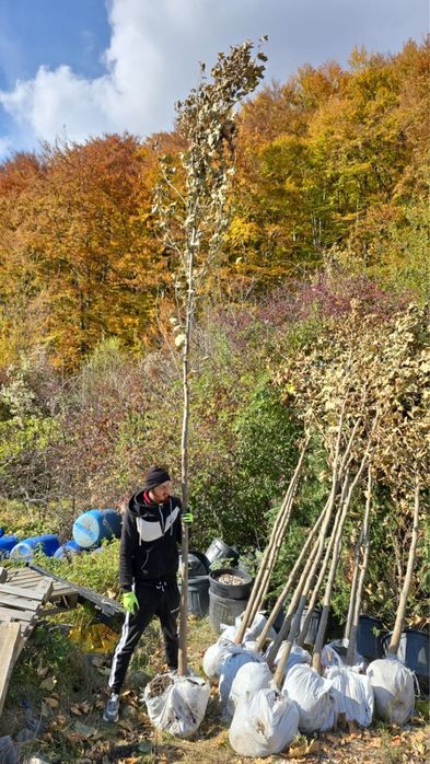 Artar romanesc 3m - 9m livare oriunde in tara