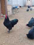 Vând familie de australorp