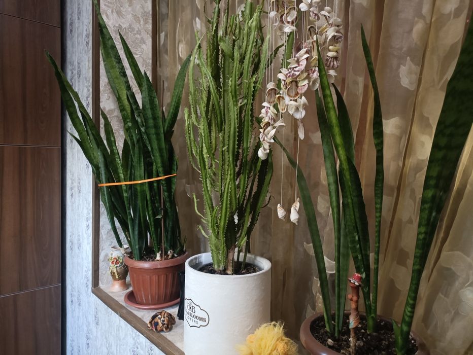 Продам цветы большие,один цветок 120000 сум