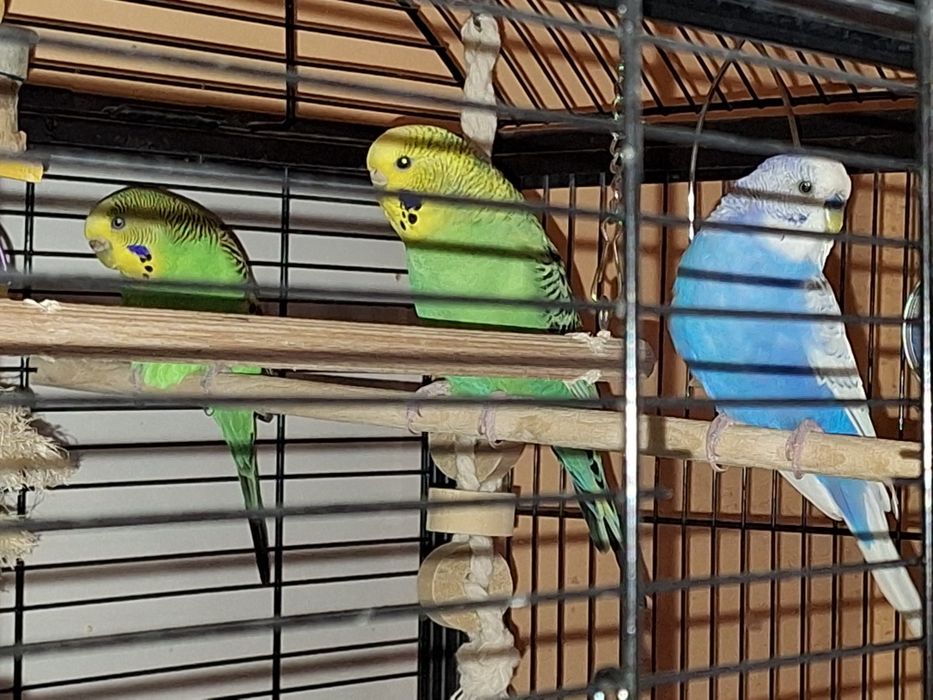 Vand colivie cu accesorii