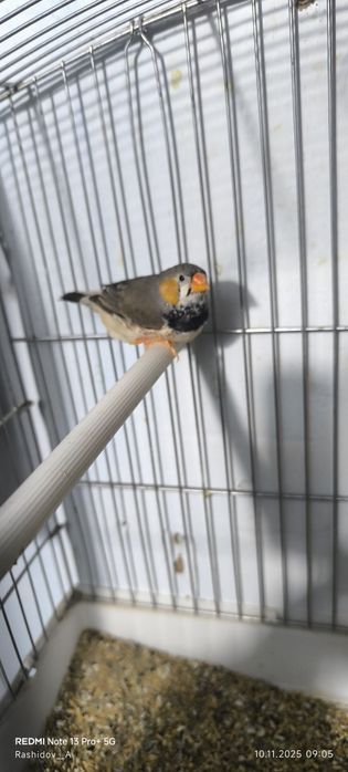 Чешуйчатый японский амадинла сотилади тайор пара