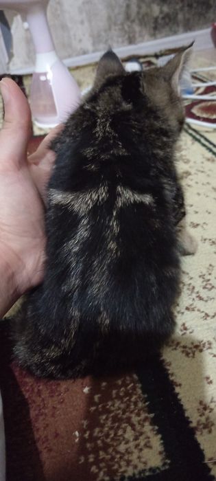 Mushuk bolasi sotiladi