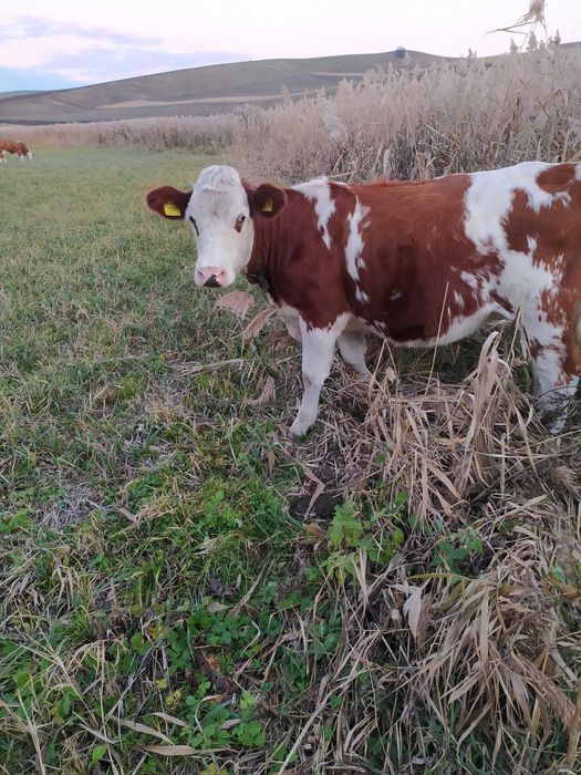 Vând vițea de 11 luni