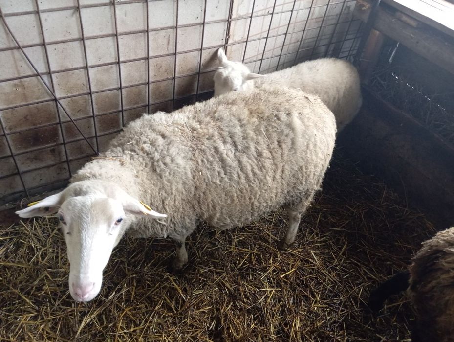 Mia friza  de vanzare