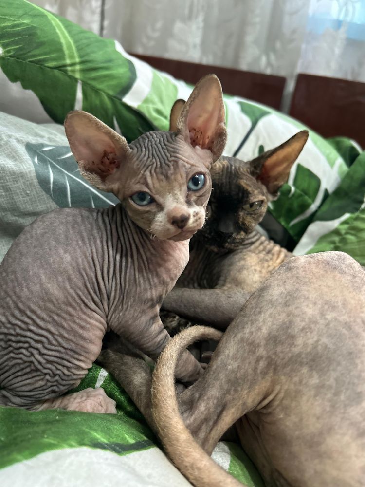Котята сфинкс продаются