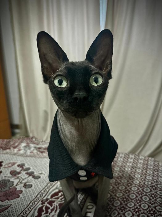 Pisica Sphynx adorabila