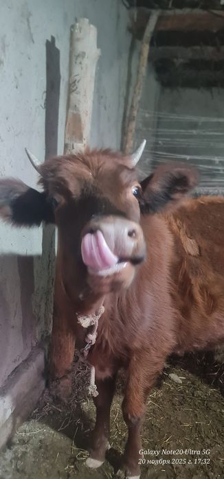 Продам Корову срочно!