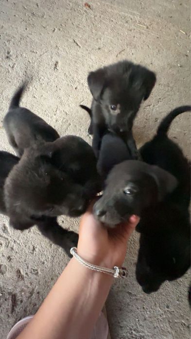 donez 6 catelusi (5 fetite si 1 baietel)