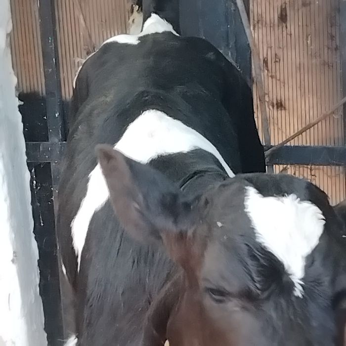 Vând un Tăuraș belgian
