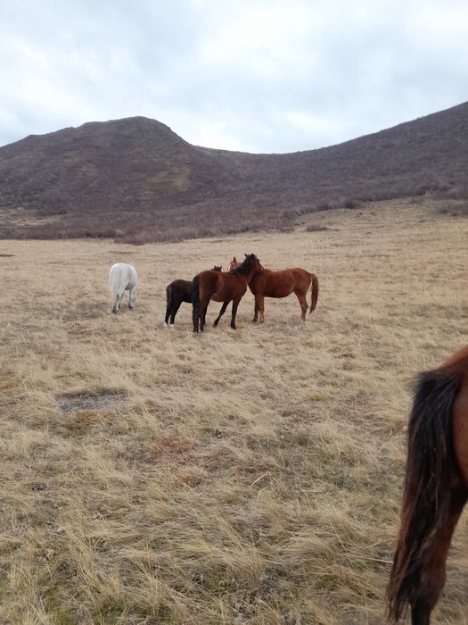 Продам жеребец 1,5 годовалый 380000 тысячцена