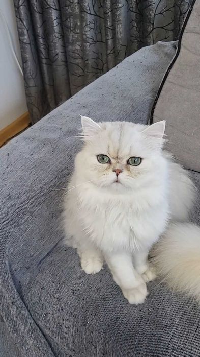 British longhair silver cu ochii verzi pedigree felisa autorizata