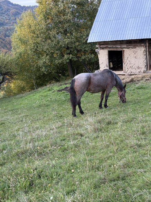Vand iapa pentru abator