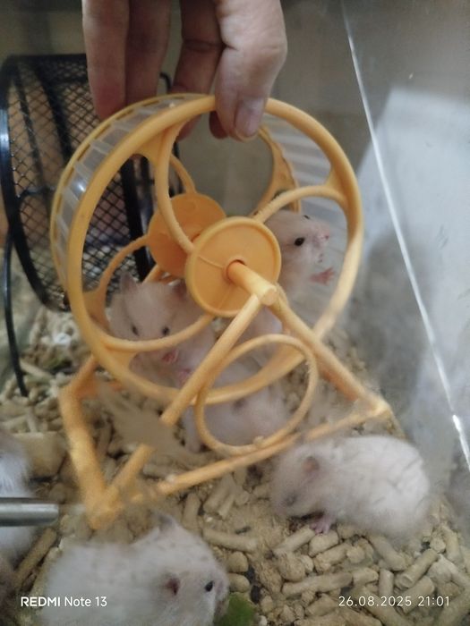 Хомячки ангорские