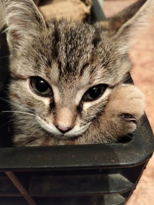 Отдам даром котёнка в добрые руки