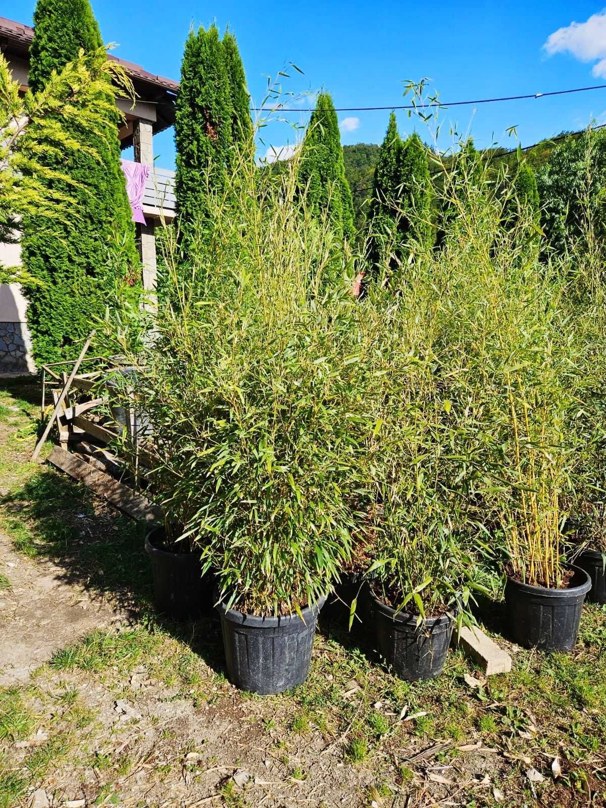 Catalpa Pe tija ,  Yucca Rostrata , Bambus , Buxus