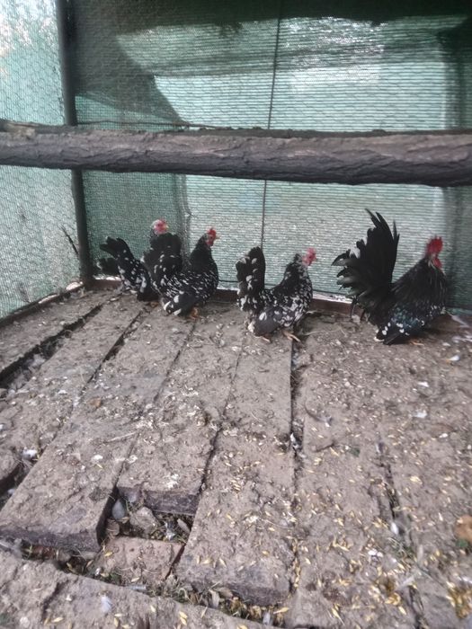 De vanzare Chabo. Mi de flor si strumschi