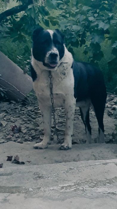 Srochna Sotiladi