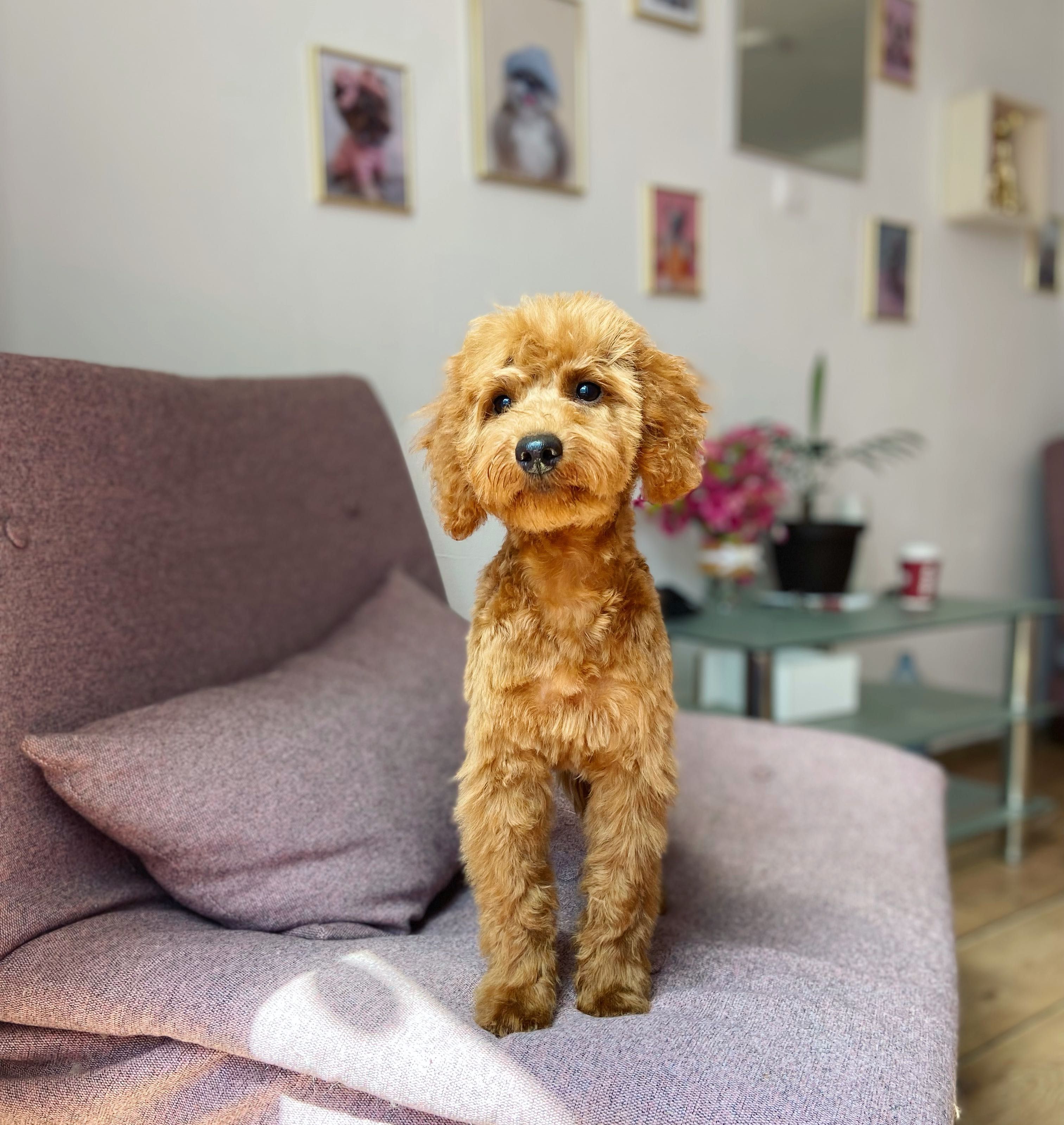 Cosmetica canina Satu Mare