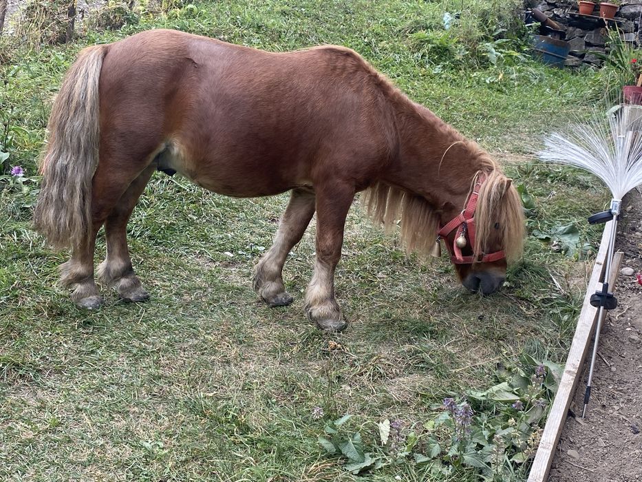 Armasar  poniei.