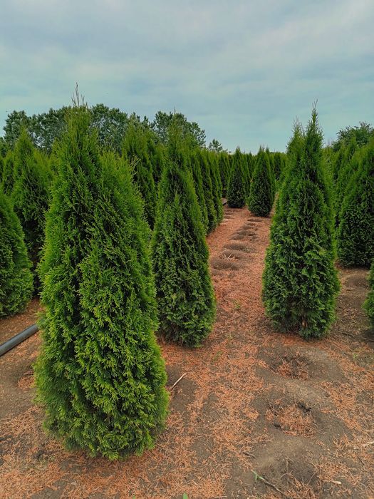 Vând plante tuia thuja smaragd Chiparos leylandi