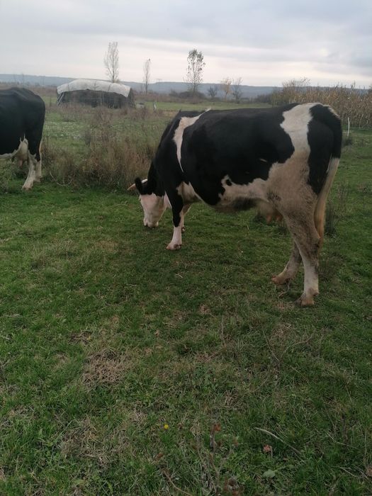 Vacă de vânzare tânăra