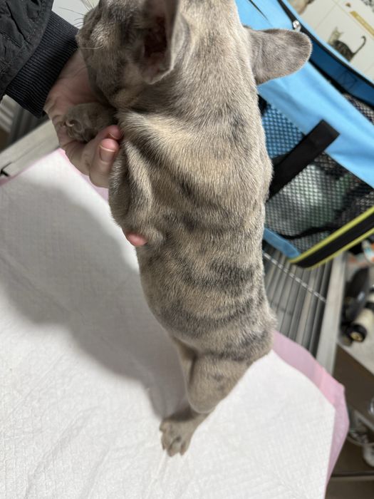 Bulldog Francez Merle