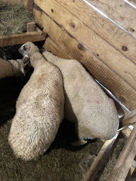 Продавам 3 овци и 1 шиле