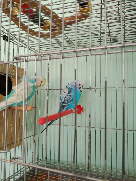 Попугаи японская бабочка