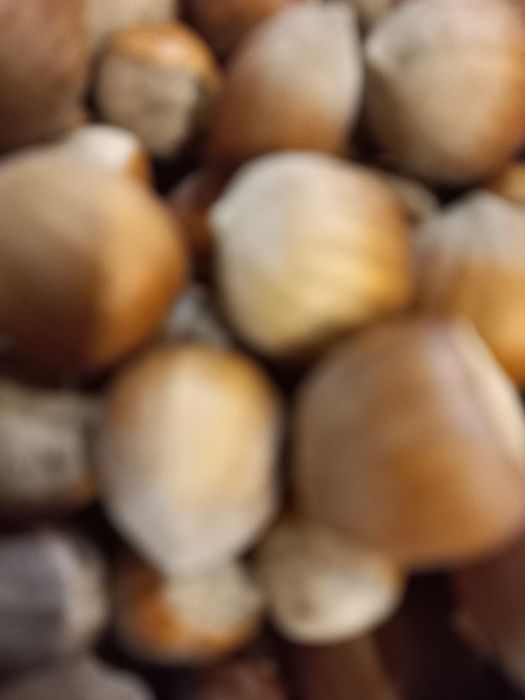 Alune soi Uriașe de Hale