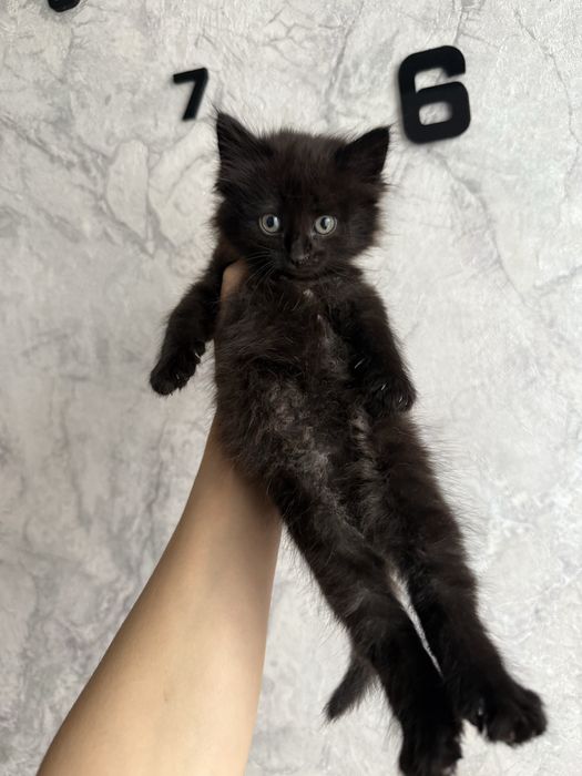 отдам котенка красивую девочку