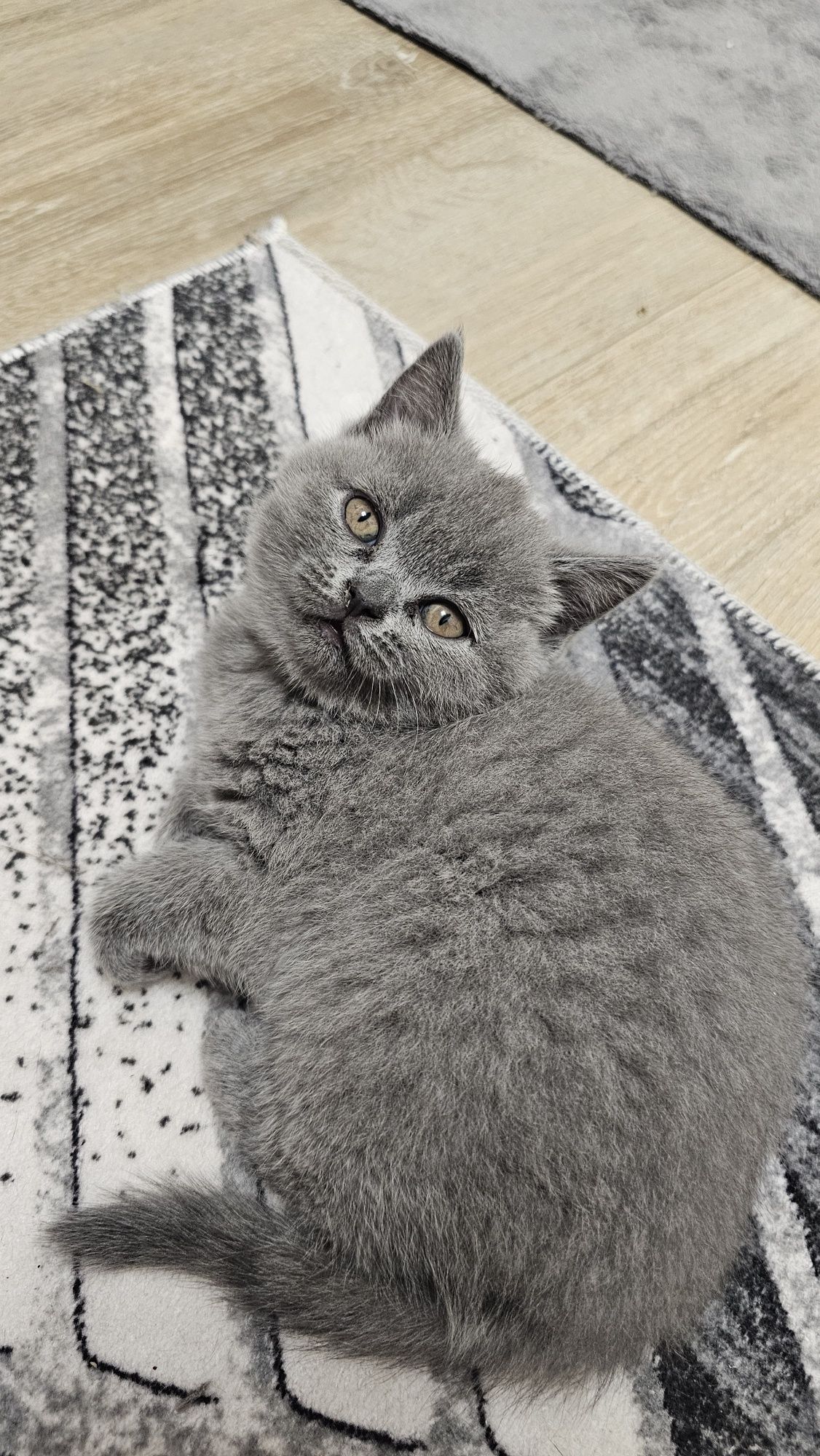 Британски и шотландски котета