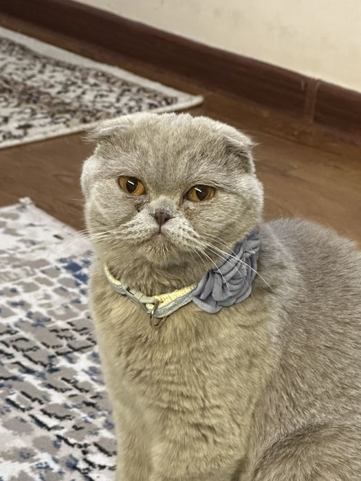 Chiroyli mushuk yaxshi odamlaga sotamiza