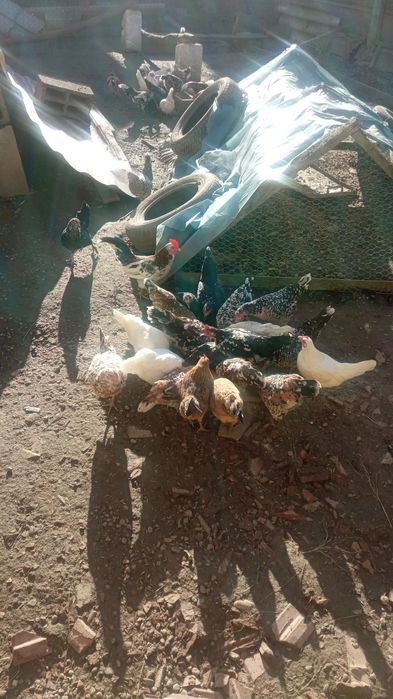 Vând găini și cocosi pitici