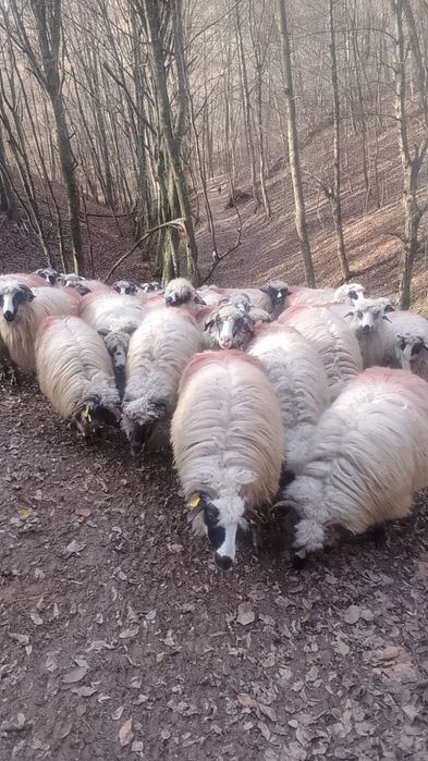 Vând 50 de oi și 47 mieluțe