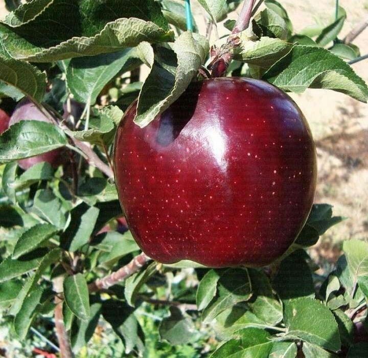 100% ishonchli olma kuchatlari