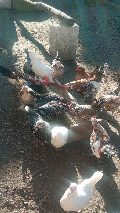 Vând găini și cocosi pitici