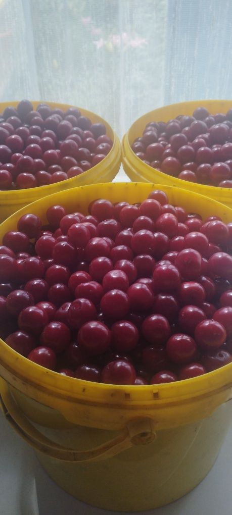 Продам крупную,домашнюю вишню.Ведёрко 5.5л за 5000тг.