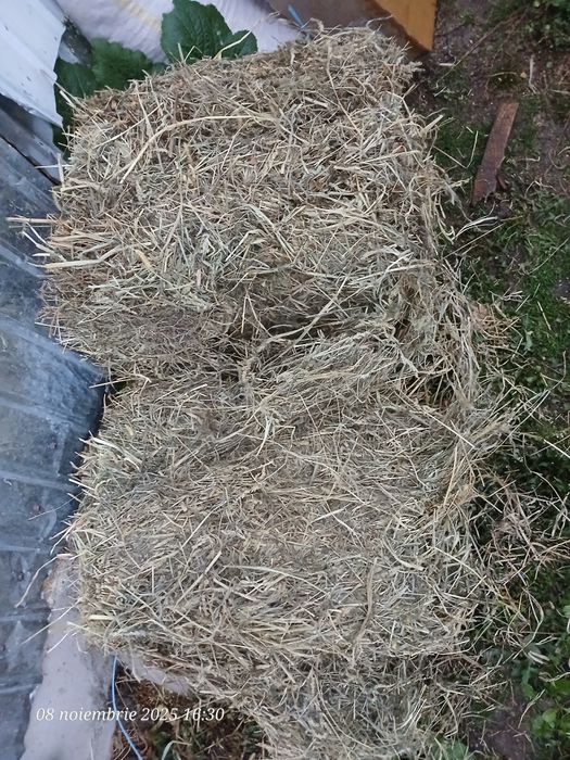 Baloti fan dreptunghiular