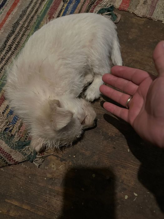 Donez căței talie mina