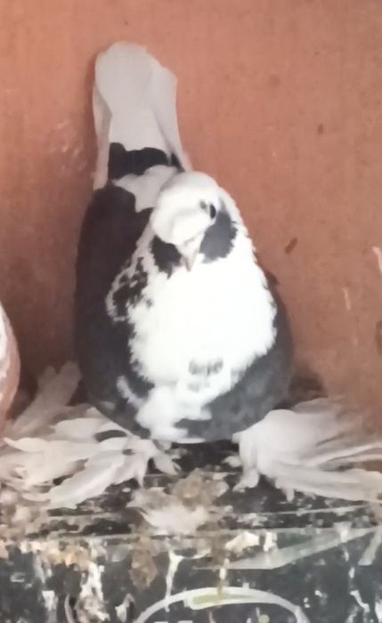 Кабутар кафтар Голуб