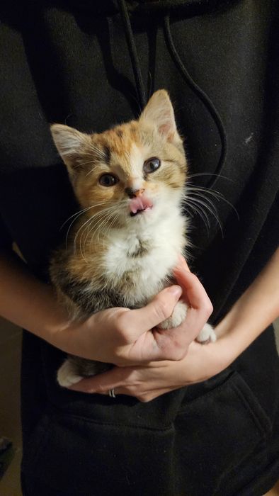 Отдам котёнка в добрые руки
