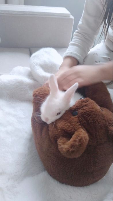 Продам кролика с домиком