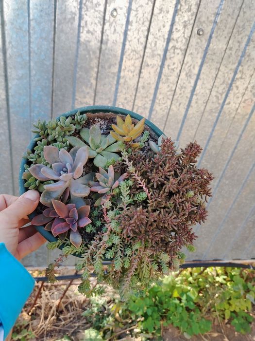 Суккулентный садик 4000 тенге