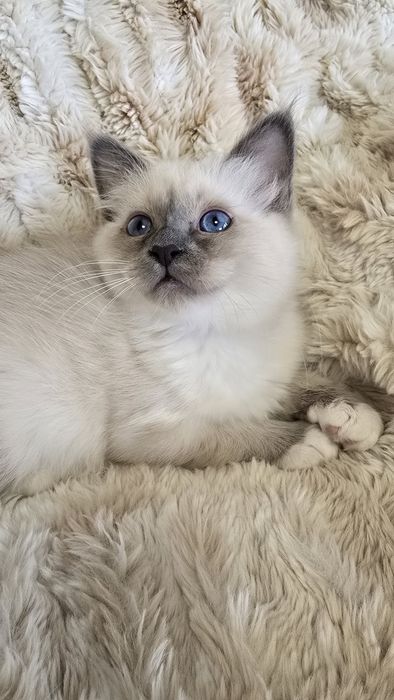 Бирманска Котка -единствена в България