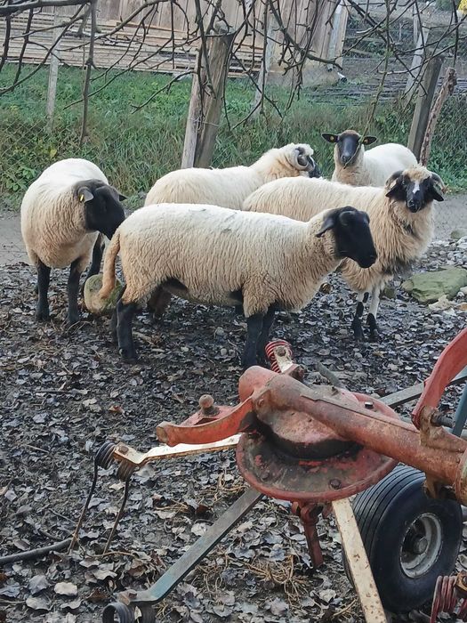 Oi sufolg  de vânzare