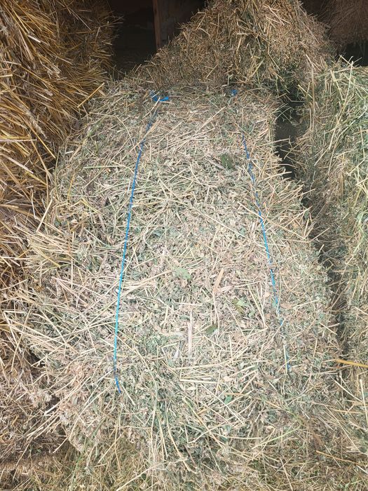 Baloți de lucernă se vând urgent