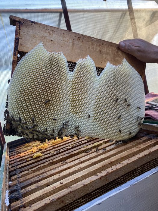 Cutii stupi stare foarte buna